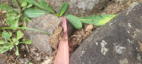 Eastern American Toad