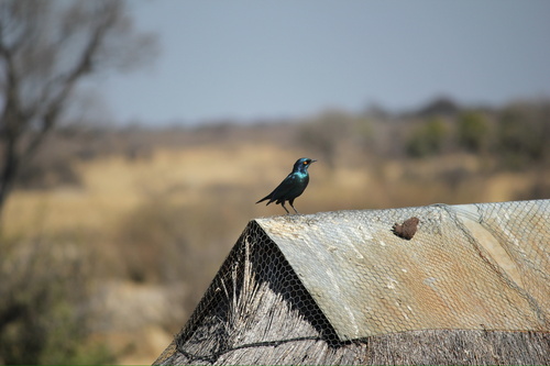Cape Starling