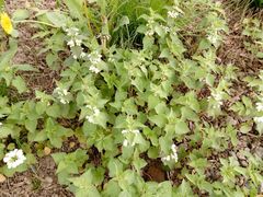 Lamium album