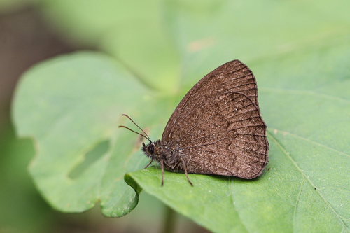 Forsterinaria necys