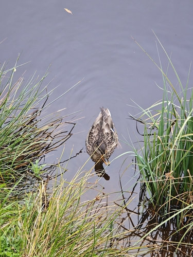 Mallard
