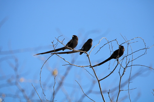 Magpie Shrike