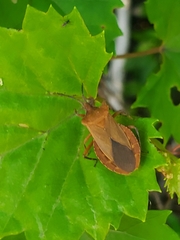 Sethenira ferruginea