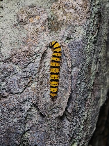Ailanthus Defoliator