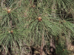 Pinus engelmannii