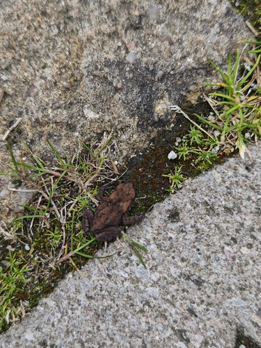 European Toad