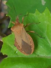 Sethenira ferruginea
