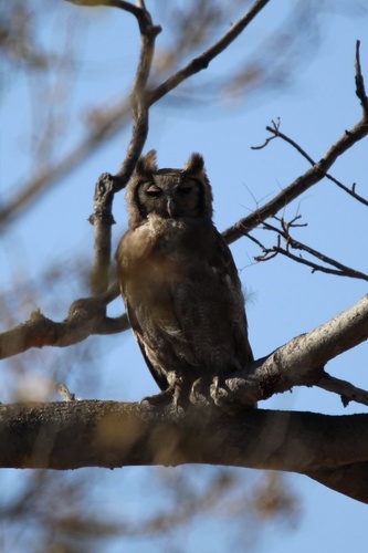 Verreaux's Eagle-Owl