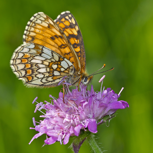 Paprastoji Šaškytė nuotrauka