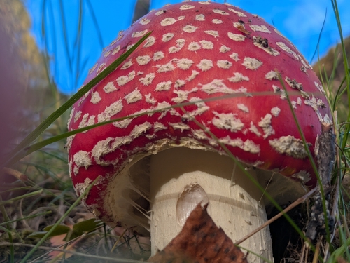 Fly Agaric