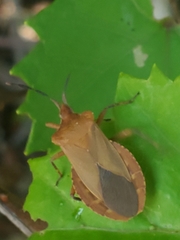 Sethenira ferruginea
