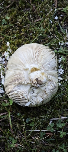 Green Russula
