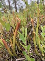 Sarracenia rubra
