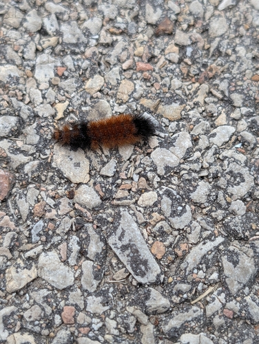 Isabella Tiger Moth
