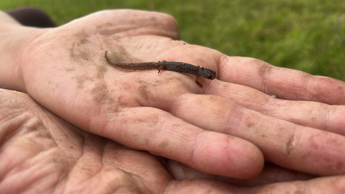 Four-toed Salamander