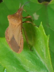 Sethenira ferruginea