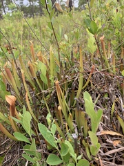 Sarracenia rubra