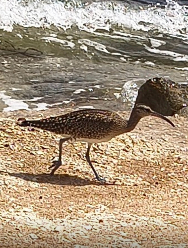 Eurasian Whimbrel