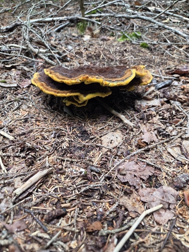 Phaeolus hispidoides
