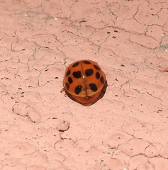 Harmonia axyridis