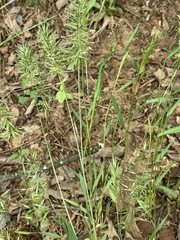 Anthoxanthum aristatum