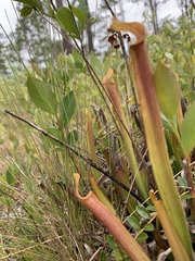 Sarracenia rubra