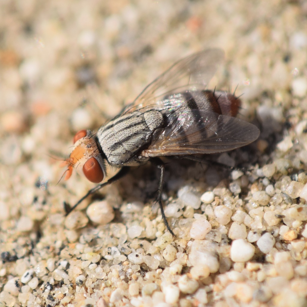 Eumacronychia