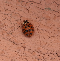 Harmonia axyridis