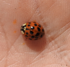 Harmonia axyridis
