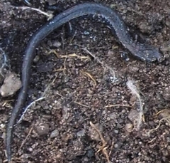 Batrachoseps gavilanensis