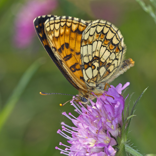 Paprastoji Šaškytė nuotrauka