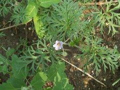 Erodium stephanianum