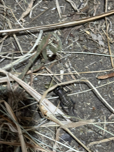 European Field Cricket