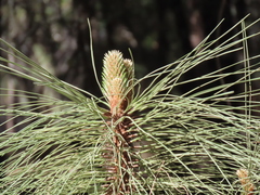 Pinus engelmannii