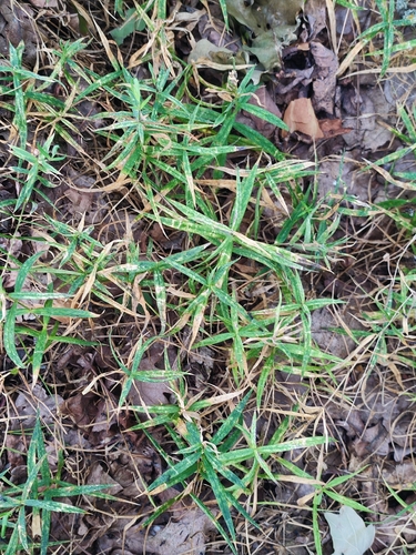 greater stitchwort