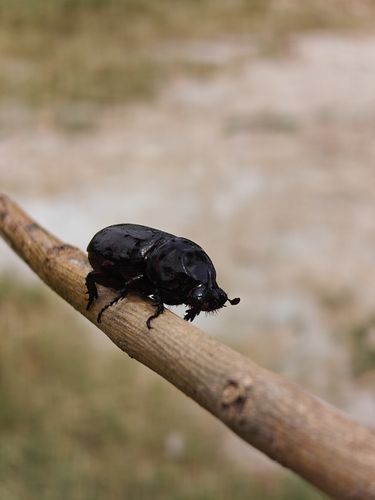 Coconut Rhinoceros Beetle