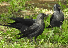 Corvus monedula