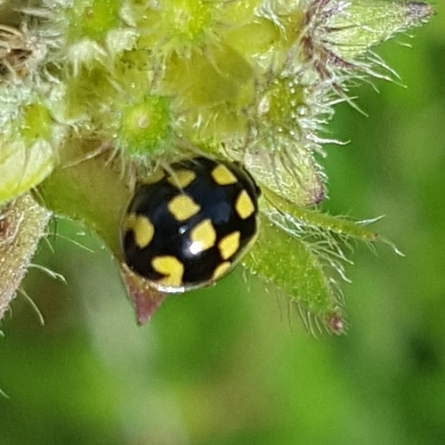 Fourteen-spotted Lady Beetle