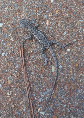 Eastern Fence Lizard