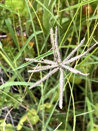 Chloris cucullata, photograph 1