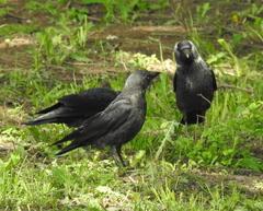 Corvus monedula