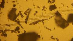 Amphilectus digitatus