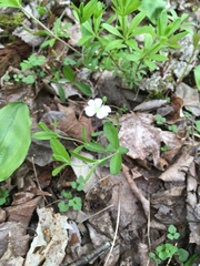 Moehringia lateriflora