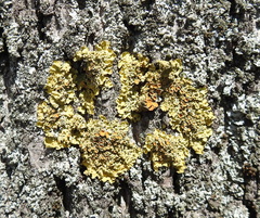 Xanthoria parietina