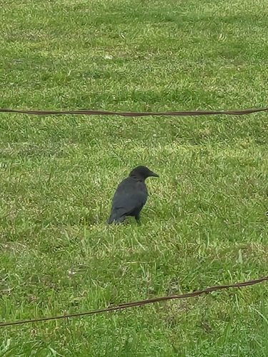 Carrion Crow