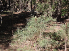 Pinus engelmannii