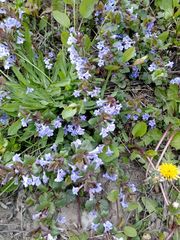 Glechoma hederacea