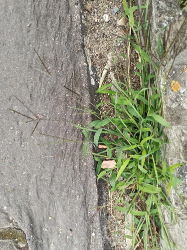 Hairy Crabgrass