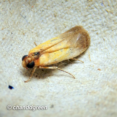 Piesmopoda semilutea