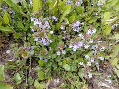 Glechoma hederacea